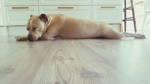 Close-up of dog on hardwood floor