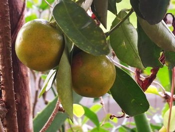 Close-up of fruits growing on tree