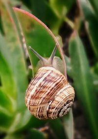 Close-up of insect on plant