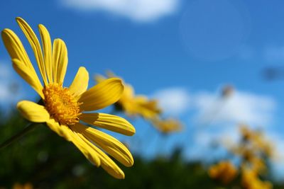 Close-up of yellow flower