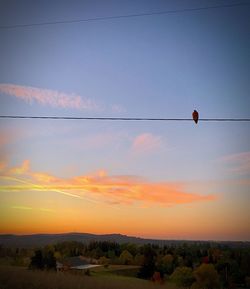 Silhouette bird flying against sky during sunset