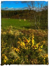 Scenic view of grassy field against sky