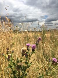 Close-up of pink thistle growing on field against cloudy sky