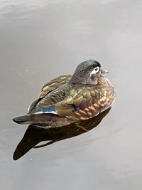High angle view of mallard duck