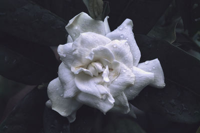 Close-up of wet white rose