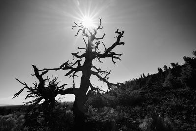 Low angle view of silhouette tree against sky