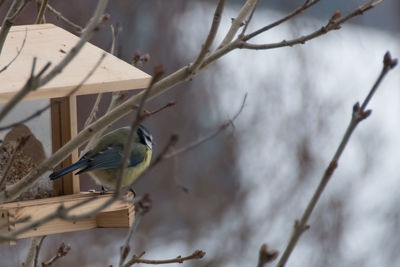 Close-up of bird perching on branch