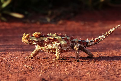 Close-up of thorny devil ilizard on land