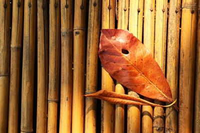 Close-up of orange leaves on wood
