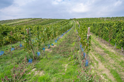 Scenic view of agricultural field against sky