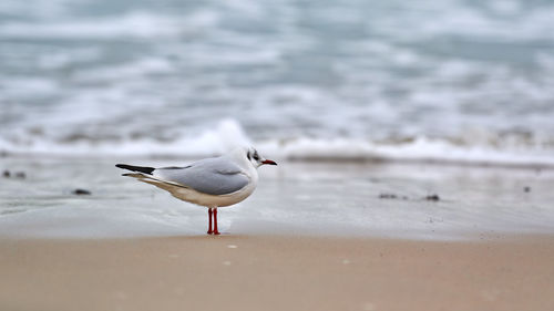 Seagull walking along seashore. black-headed gull, chroicocephalus ridibundus, standing on beach