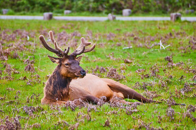 Deer standing on field