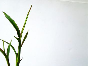 Close-up of plant