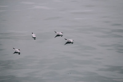 Birds flying over lake