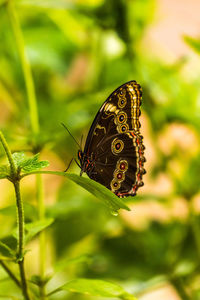 Close-up of butterfly on leaf