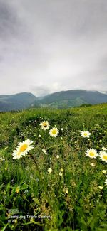 Scenic view of flowering plants on field against sky