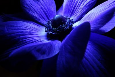 Close-up of purple flower blooming outdoors