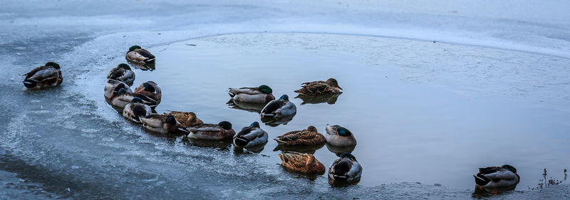 High angle view of ducks swimming on lake during winter