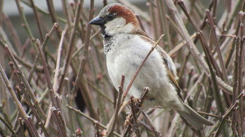 Close-up of bird perching on twig