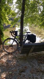 Bicycle by tree