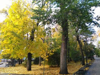 Trees in autumn