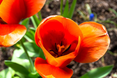 Close-up of red flowers blooming outdoors