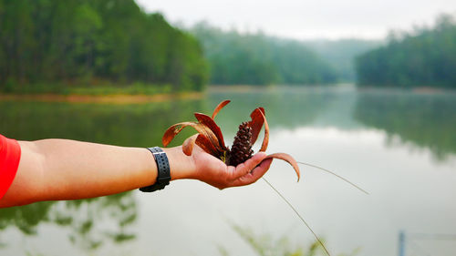 Close-up of woman hand holding plant