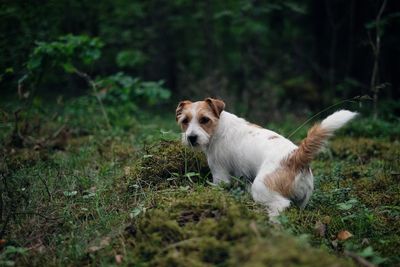 Dog outdoors in the forest