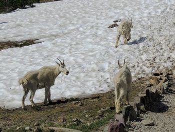 Mountain goat oreamnos americanus going-to-the-sun road logan pass glacier national park montana usa