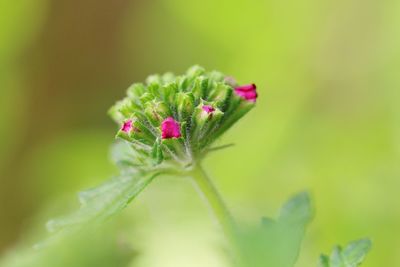 Close-up of pink flower on plant