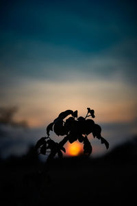 Close-up of silhouette plant against orange sky