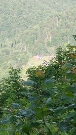 High angle view of flowering plants and trees