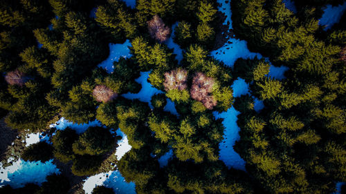 Low angle view of tres and snow 