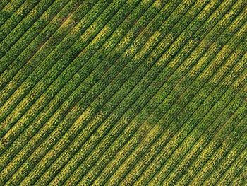 Full frame shot of agricultural field