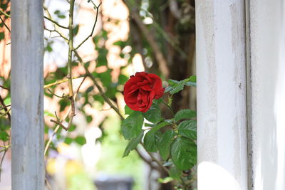 Close-up of red rose on plant