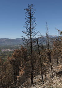 Scenic view of forest against clear sky