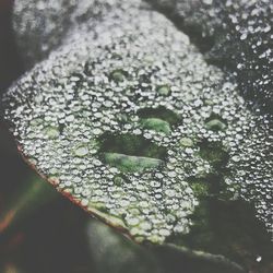 Close-up of plant