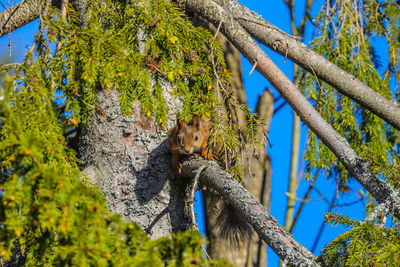 Low angle view of squirrel on tree