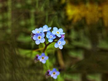 Close-up of purple flowering plant