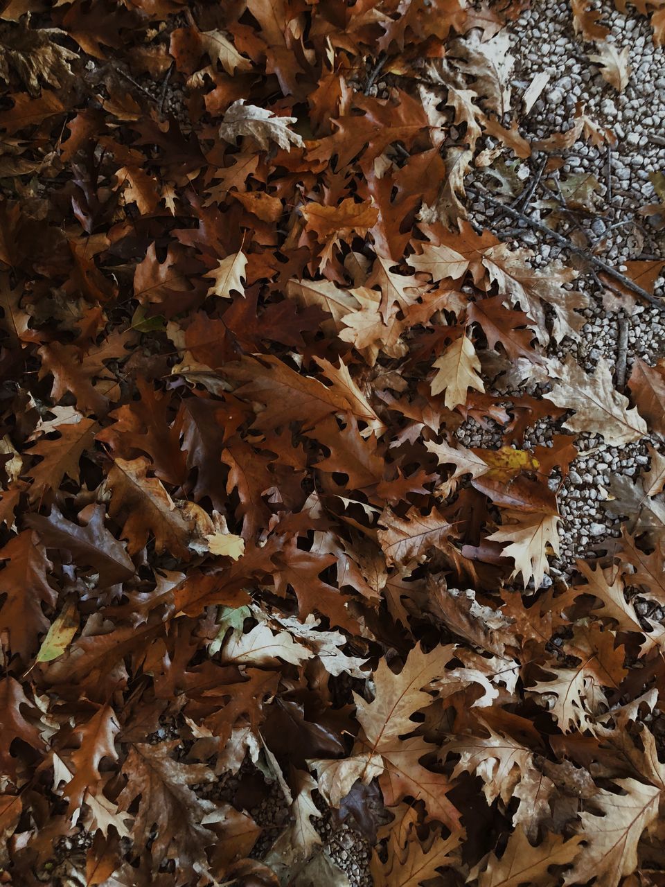 HIGH ANGLE VIEW OF DRY LEAVES ON FIELD