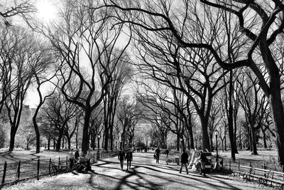 Bare trees in park