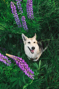 Portrait of a dog on purple flowering plants