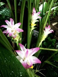 Close-up of pink crocus blooming outdoors