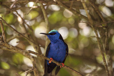 Close-up of bird perching on branch