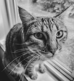 Close-up portrait of a cat