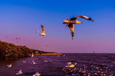 Seagulls flying over sea against clear sky