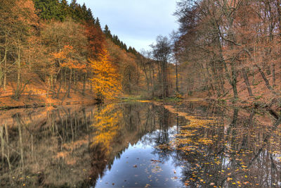 Reflection of trees in forest during autumn