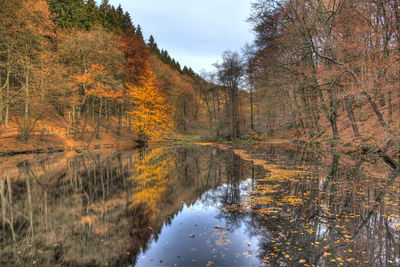 Reflection of trees in forest during autumn