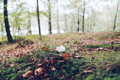 Mushroom growing on field