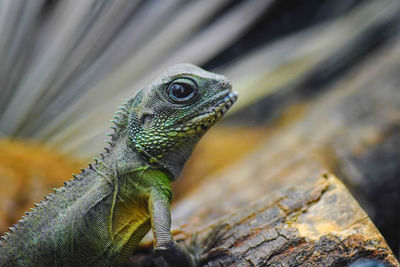 Close-up of lizard